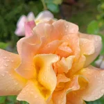une rose du jardin du logis de Puy de Serre