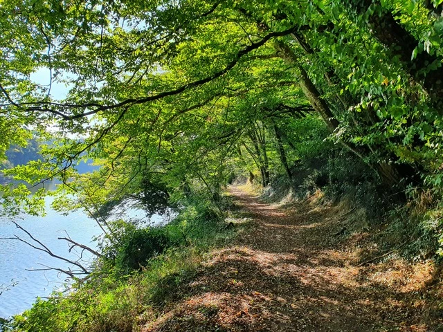 un chemin forestier à l'ombre des arbres sur les bords du lac de Mervent