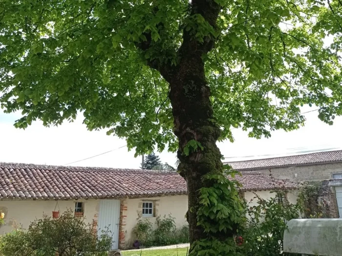 vue sur la cour d'accueil de la chambre d'hôtes et de son tilleul