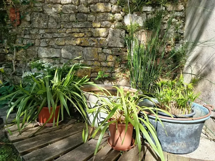 jardin d'eau et bac à poissons coté de l'espace petit déjeuné devant la maison