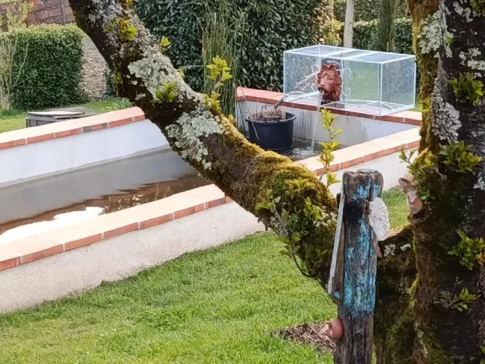 bassin du jardin du logis avec fontaine et arbre